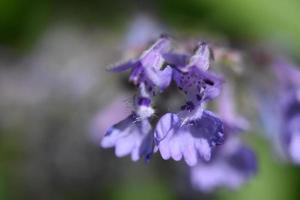 belle floraison catwort violet fleur fleur macro photo