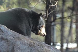 ours noir grimpant sur un rocher photo