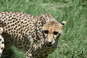 guépard affamé léchant ses babines un jour d'été photo