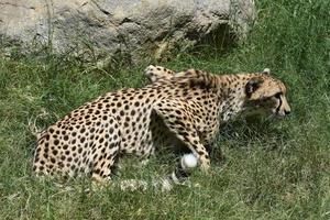 magnifique chat guépard tacheté accroupi dans les hautes herbes photo