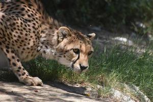 méfiant guépard prêt à bondir sur sa proie photo