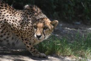 chat guépard méfiant vigilant dans une position accroupie photo