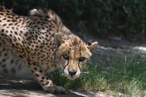 regardant directement dans le doux visage d'un guépard photo