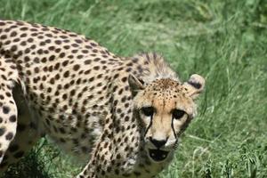 guépard affamé avec sa bouche ouverte à agité photo