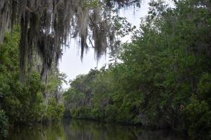 canal sombre avec de la mousse espagnole accrochée à un arbre photo