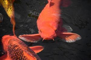 poissons koi aux couleurs vives nageant dans un étang photo