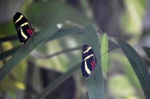 paire de papillons noirs blancs et rouges dans un jardin photo