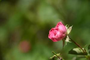 rosier rouge en fleurs avec des roses de thé photo
