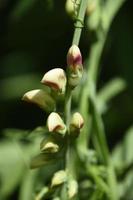 pois de senteur vert avec boutons de fleurs dans un jardin photo