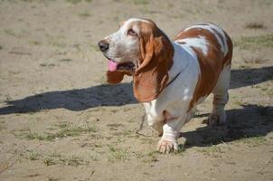 mignon chien basset hound avec une langue rose photo