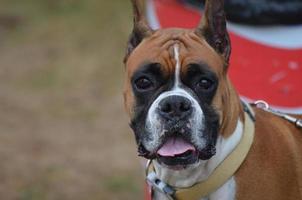 beau visage d'un chien boxer photo