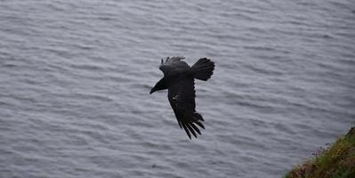 magnifique corbeau noir volant avec les ailes grandes ouvertes photo