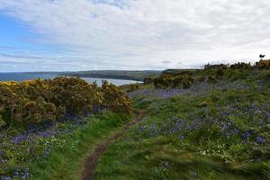 magnifiques fleurs sauvages en fleurs le long des falaises en angleterre photo