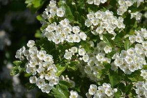 beaucoup de fleurs de pommier en fleurs sur un arbre fruitier photo