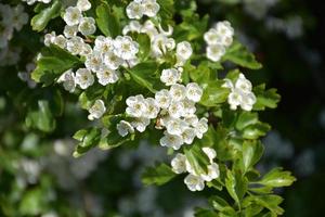 jolies fleurs de pommier blanc fleurissant sur un arbre fruitier photo