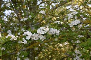 fleurs de pommier blanc en fleurs sur un arbre fruitier photo