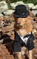 chien prédicateur en costume à l'automne photo