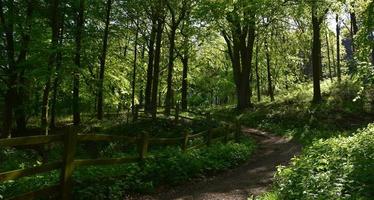 verrière luxuriante d'arbres au-dessus d'un sentier boisé photo