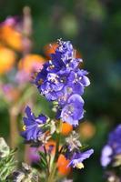 belles fleurs de delphinium violet en fleurs dans un jardin photo