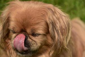 chien pékinois très doux léchant son nez photo