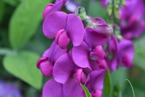 magnifique floraison rose fleur de pois de senteur photo