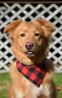 petit chien canard rouge avec un bandana à carreaux rouges et noirs photo