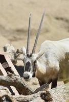 beau visage d'un oryx blanc avec du foin dans la bouche photo
