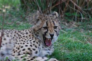 guépard grondant avec sa bouche ouverte photo