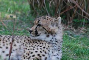 guépard sauvage très cool se prélasser photo