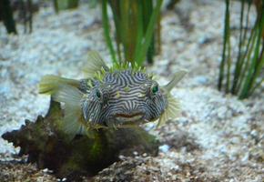 incroyable poisson-coffre épineux aux yeux verts brillants photo