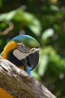 forêt tropicale avec un ara bleu et or photo