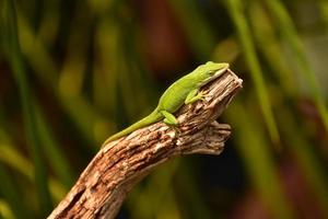 Lézard vert au soleil sur une branche d'arbre photo