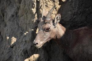 adorable bébé mouflon à flanc de falaise photo