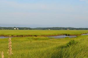 Hautes herbes des marais à Powder Point à Duxbury photo