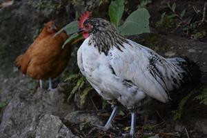 poulet fermier à plumes blanches et noires photo