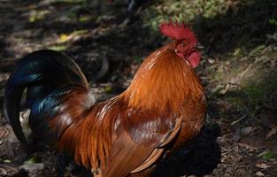 coloration glorieuse sur un coq rouge à l'état sauvage photo