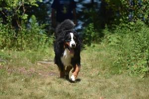 Bouvier bernois trottant le long d'une zone boisée photo