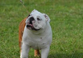 poitrine épaisse sur un bouledogue photo