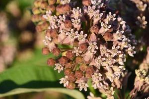 beau buisson d'hortensia en herbe recouvert de bourgeons photo