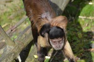 bébé singe capucin brun sur le dos de sa maman photo