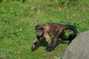 Singe capucin à tête noire qui traverse l'herbe photo