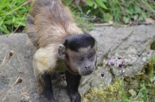 beau visage d'un jeune singe capucin tufté photo