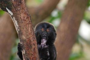 adorable singe goeldi dans un arbre photo