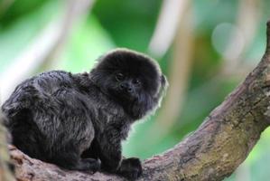 ouistiti de goeldi mignon assis dans un arbre photo