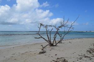 arbre de bois flotté mort sur la plage d'aruba photo