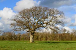 vieil arbre au début du printemps en attendant que les feuilles émergent photo