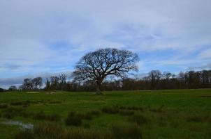 arbre isolé dans un champ d'herbe au printemps photo