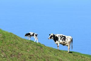 veau tacheté et vache marchant sur une colline photo