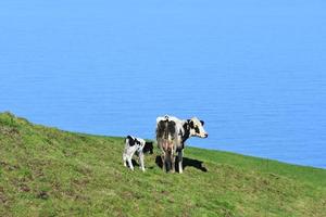 famille de vaches tachetées sur une colline près de la côte photo