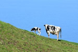 vache avec sa langue et dehors et bébé veau photo